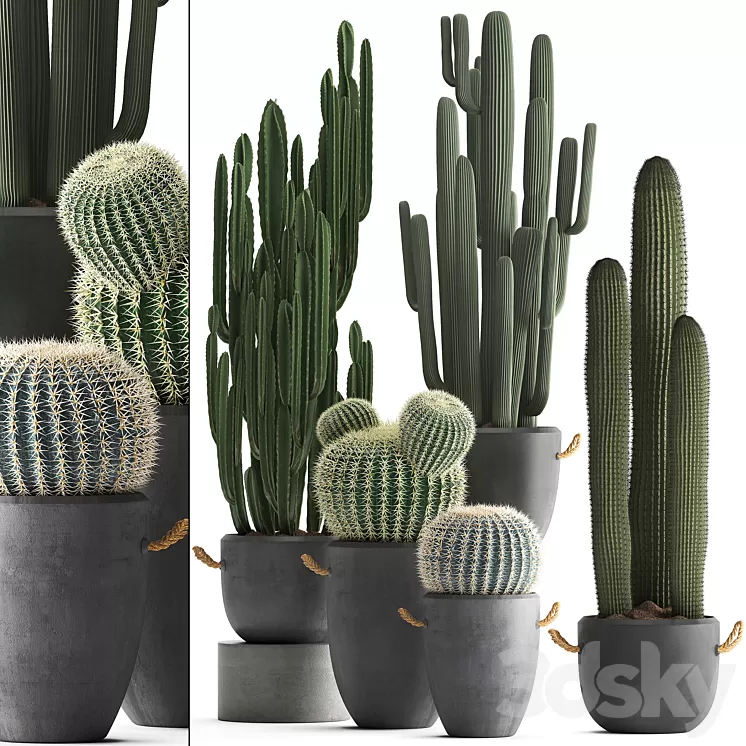 Collection of plants 411. Cactus set. Echinocactus Cereus Carnegia Barrel cactus indoor plants concrete pot outdoor 3D Model