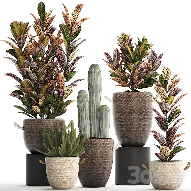 Collection of plants 430. Croton flowerpot basket rattan cactus indoor plants eco design natural decor bushes 3D Model