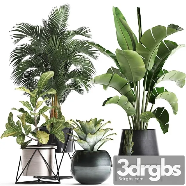 Collection of Plants 441 Banana Strelitzia Round Croton Flower Pot Bromeliad Palm Indoor Plants Lukhuri Luxe Interior Decor Stilnier Hoveia 3D Model Free