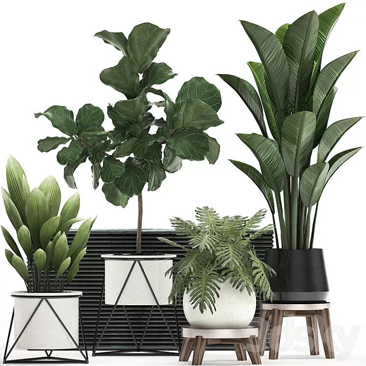 Collection of plants 460. Ficus lyrata Philodendron banana white flowerpot indoor plants stylish luxury interior indoor office plants 3D Model