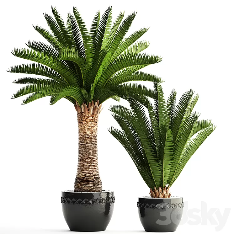 Collection of plants 69. Phoenix canariensis Canarian date Date palm outdoor pot flowerpot date 3D Model