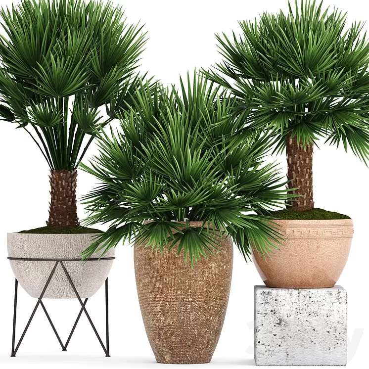 Collection of plants 70. Chamaerops Hamerops palm tree outdoor pot flowerpot concrete clinker clay decorative bush 3D Model