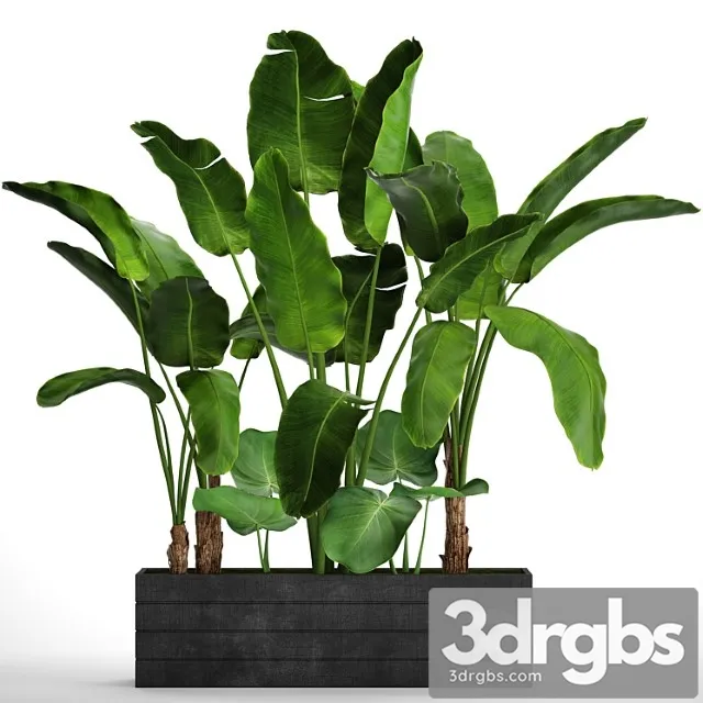 Collection of Plants 73 Tropical Plants Strelitzia Banana Bushes Thickets Pot Outdoor Flowerpot Palm Tree 3D Model Free