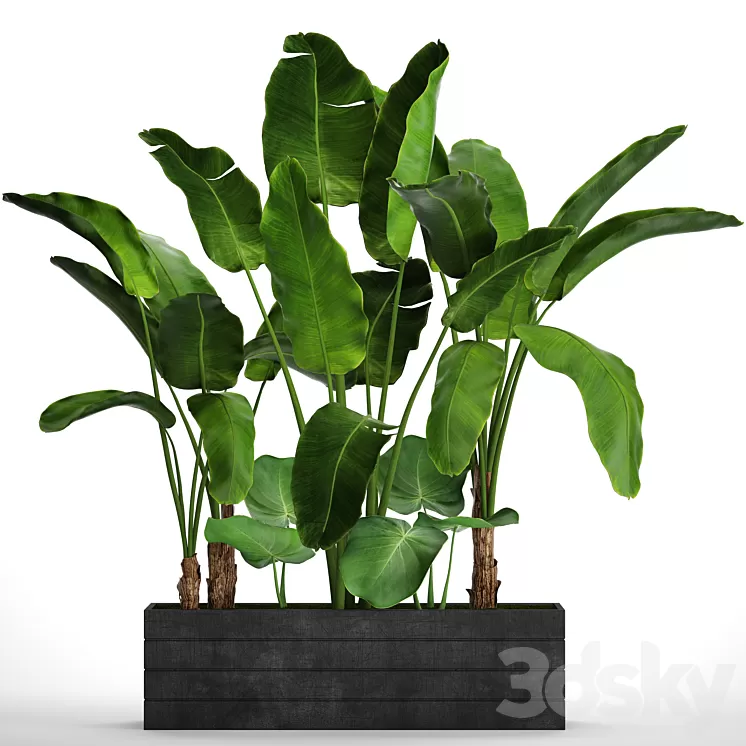 Collection of plants 73. Tropical plants Strelitzia banana bushes thickets pot outdoor flowerpot palm tree 3D Model