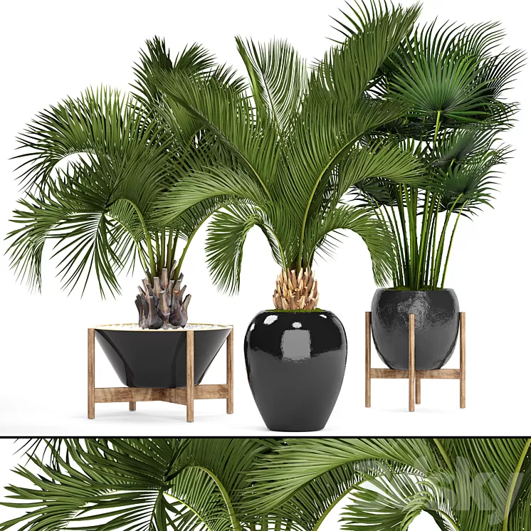 Collection of plants 78. Palm trees. Pot black flowerpot decorative palm fan butia date exotic tropical dates 3D Model