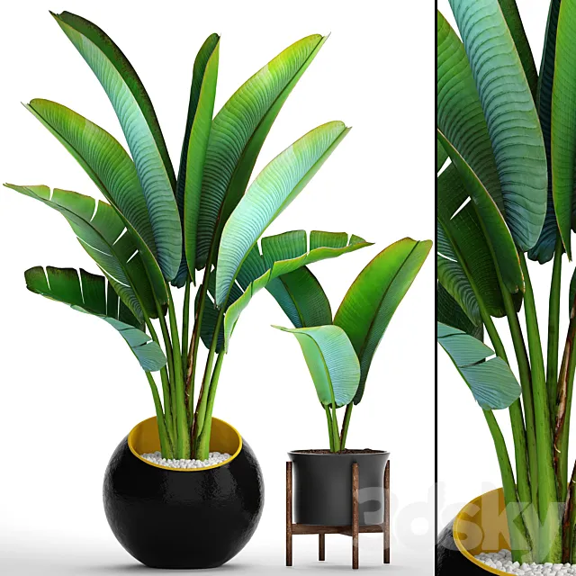 Collection of plants 79. Ravenala. Strelitzia Ravenala thickets bushes tropical exotic outdoor flowerpot banana palm 3D Model