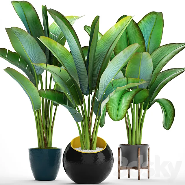 Collection of plants 82. Ravenala. Strelitzia. Ravenala. thickets. bushes. tropical. exotic. outdoor. flowerpot. banana palm 3DModel