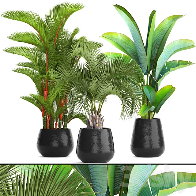 Collection of plants 84. Cyrtostakhis. dipsis. palm tree. pot. flowerpot. interior. exotic. outdoor. Ravenala. banana. butia. strelitzia 3DModel