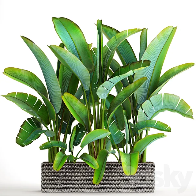 Collection of plants 85. Ravenala strelitzia bushes thickets exotic outdoor pot flowerpot banana bushes ravenala 3D Model