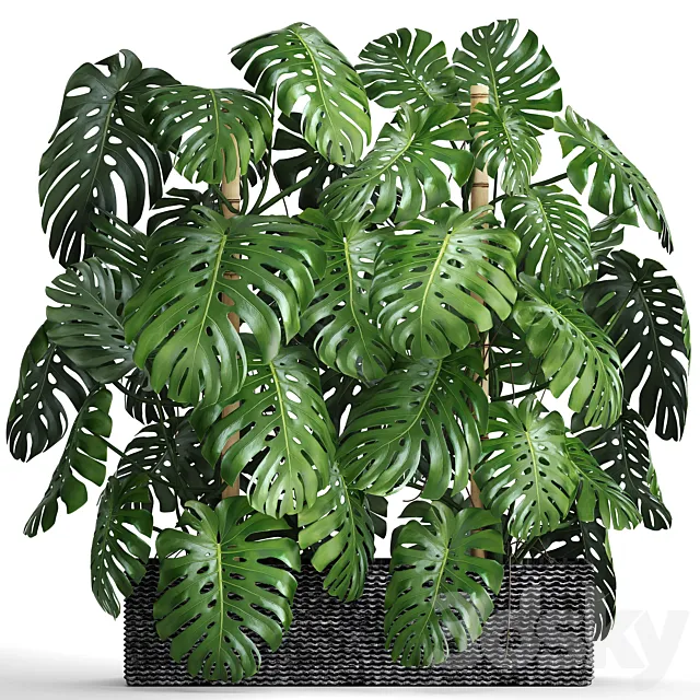 Collection of plants 87. Monstera. Monstera thickets bushes green wall pot flower concrete flowerpot 3D Model