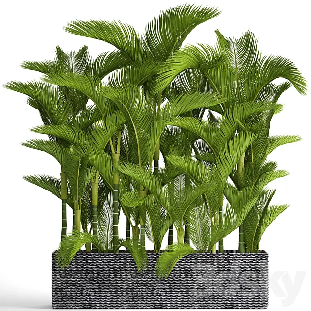 Collection of plants 88. Dypsis lutescens Cyrtostakhis dipsis ornamental palm tree thickets flower bush pot outdoor flowerpot palm tree 3D Model
