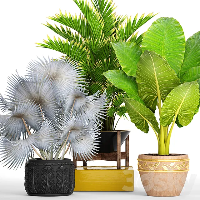 Collection of plants 91. ornamental palm howea pot flower alocasia butia fan blue palm 3D Model