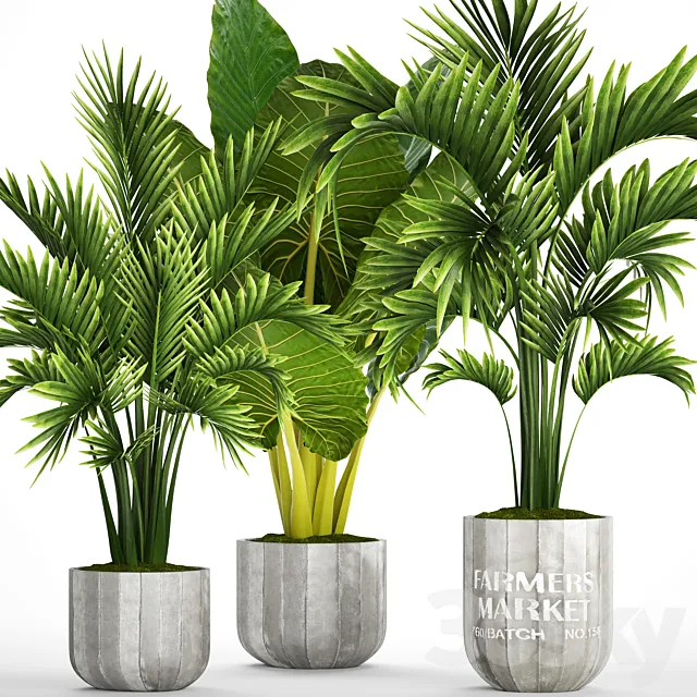 Collection of plants 92. Palm tree alocasia bushes howea concrete pot flowerpot tropical plants 3D Model
