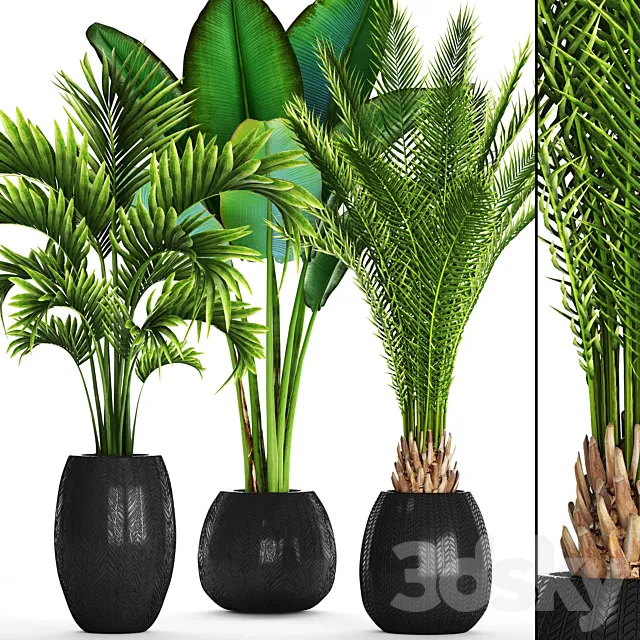 Collection of plants 93. Canarian date Howea palm Ravenala Strelitzia 3D Model
