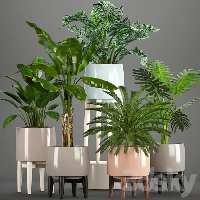 Collection of plants. Alocasia. Banana. cycas. cycad. Philodendron. pot. indoor plants 3DModel