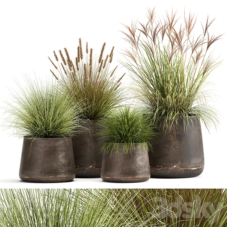 Collection of plants and bushes in rusty metal pots Reeds grass weinik. Set 988. 3D Model