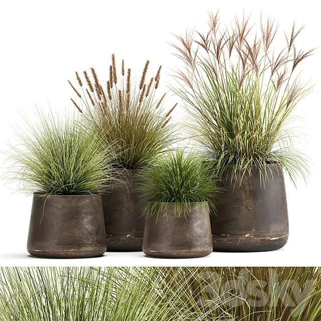 Collection of plants and bushes in rusty metal pots Reeds. grass. weinik. Set 988. 3DModel