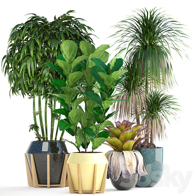 Collection of plants. Bamboo bushes Ficus Lyrata Dracaena exotic flower bromelia 3D Model