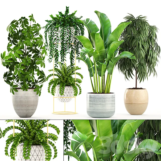 Collection of plants. Banana bush Ficus ali Schefflera Caladium indoor Scandinavian style 3D Model
