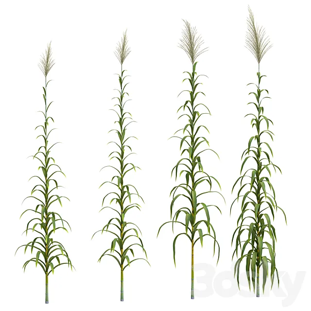 Collection of plants. Cane. 4 models Free Download