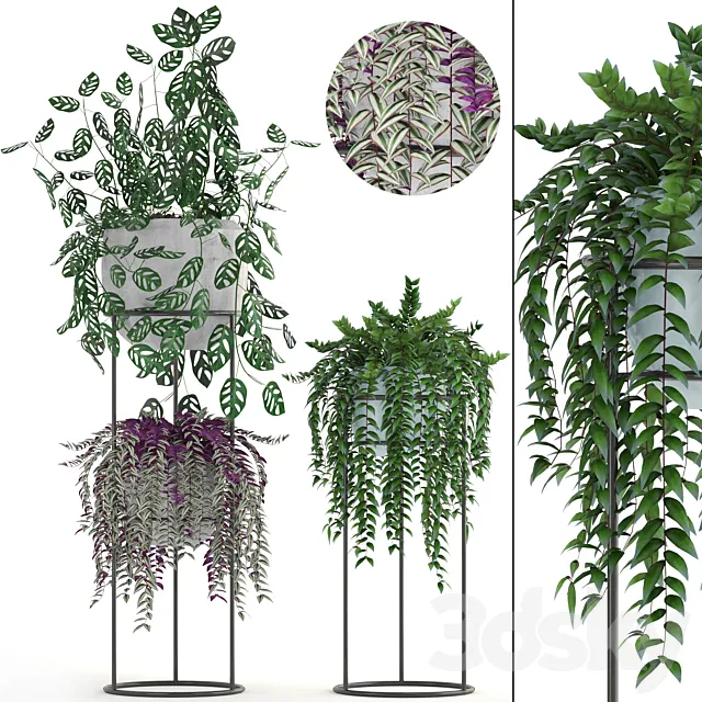 Collection of plants. Climbing plants shelf with flowers monstera Tradescantia indoor plants stand 3D Model