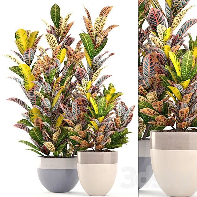 Collection of plants. Croton. Flowerpot. tree. bush. interior. indoor. decorative. exotic plants 3DModel
