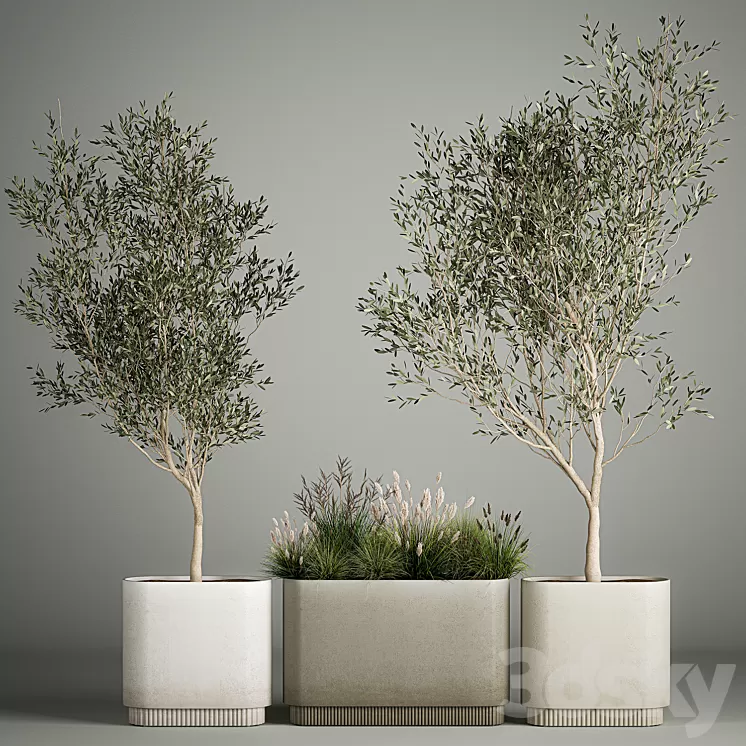 Collection of plants decorative olive trees in outdoor flowerpots for the interior with bushes in pots. 1122. 3D Model Free