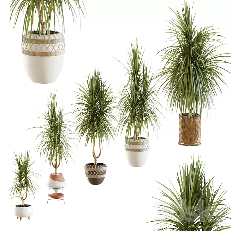 Collection of plants. Dracaena v2 3D Model