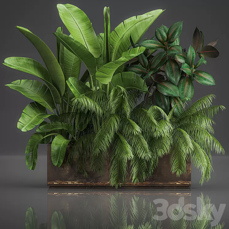 Collection of plants exotic thickets in a pot with strelitzia palm bushes ficus home garden. 1057. 3D Model