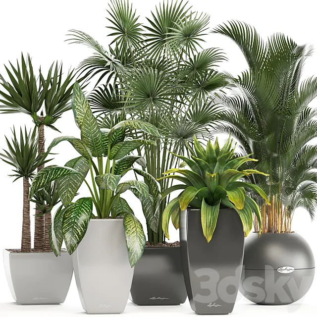 Collection of plants. Fan palm Hovea Bromeliad Yucca Dieffenbachia indoor plants office plants 3D Model
