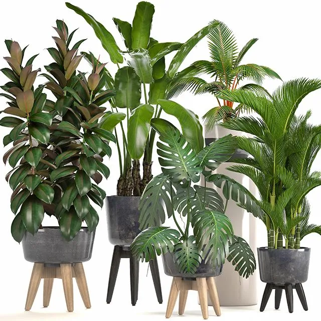 Collection of plants. Ficus bushes Banana strelitzia monstera 3D Model