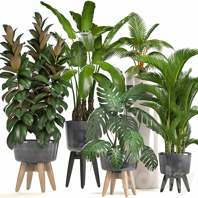 Collection of plants. Ficus. bushes. Banana. strelitzia. monstera. Rapis. palm tree. coconut tree. exotic plants. ficus abidjan. strelitzia. eco design 3DModel