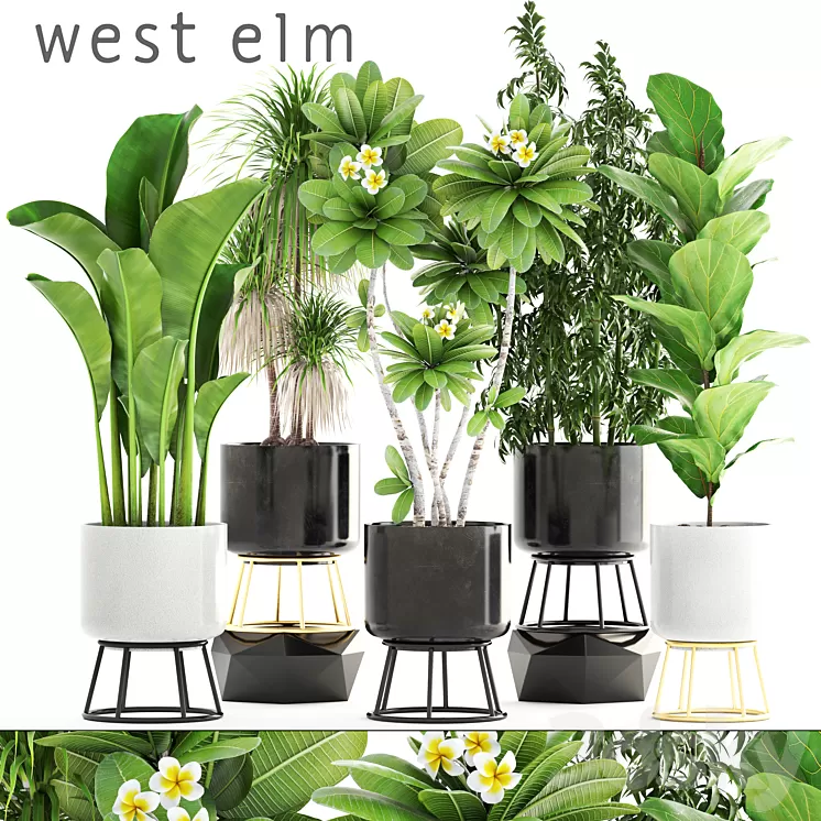 Collection of plants. flower pot bush bamboo dracaena banana ficus lyrata plumeria loft interior indoor 3D Model