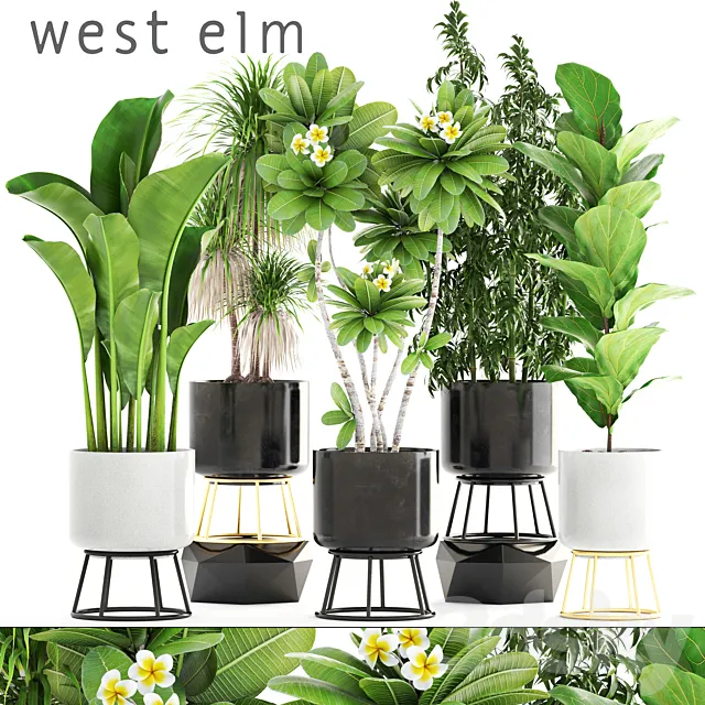 Collection of plants. flower. pot. bush. bamboo. dracaena. banana. ficus lyrata. plumeria. loft. interior. indoor 3DModel