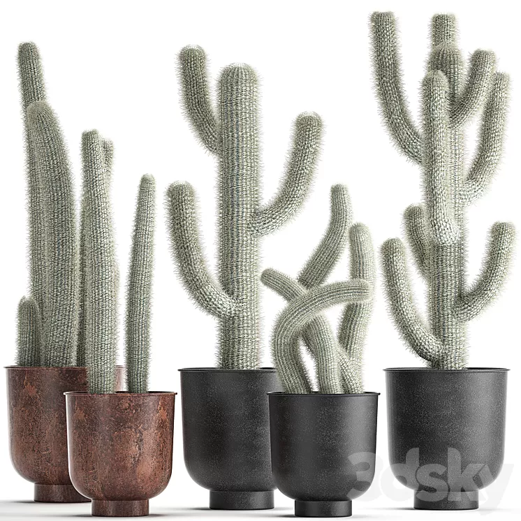 Collection of plants fluffy cacti in black pots indoor Cleistocactus. Set 840. 3D Model