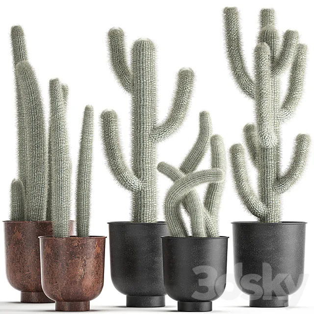 Collection of plants fluffy cacti in black pots. indoor Cleistocactus. Set 840. 3DModel