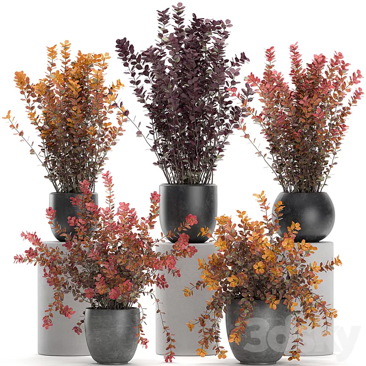 Collection of plants for garden and landscape design in outdoor pots with Barberry bush autumn dried flower. Set 698. 3D Model