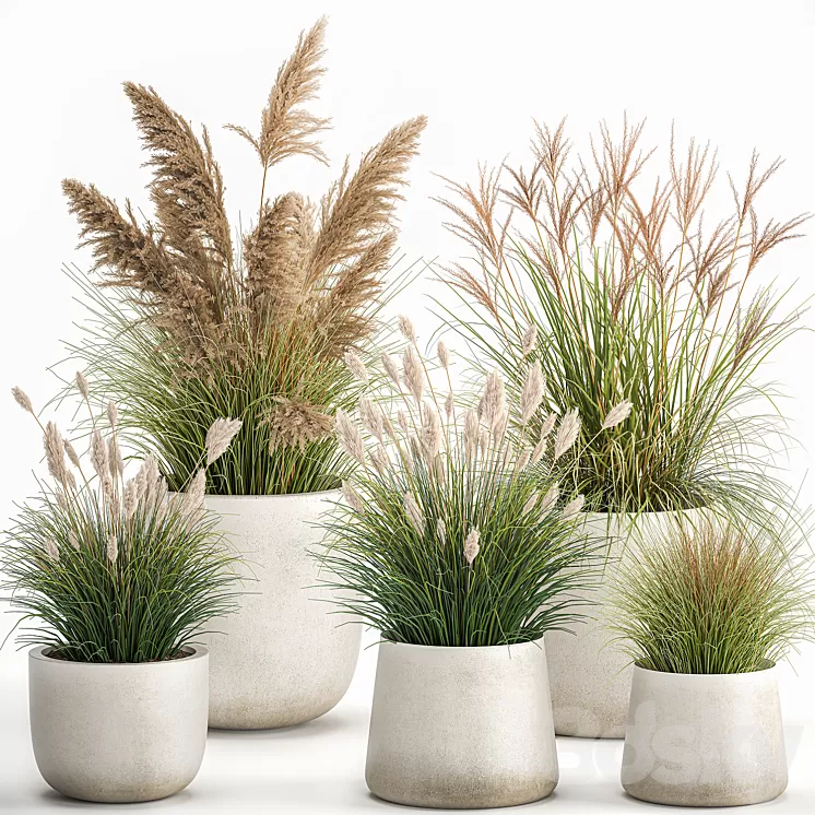 Collection of plants for landscape design in pots with reeds flowerpot pampas grass bushes. Set 1094. 3D Model Free