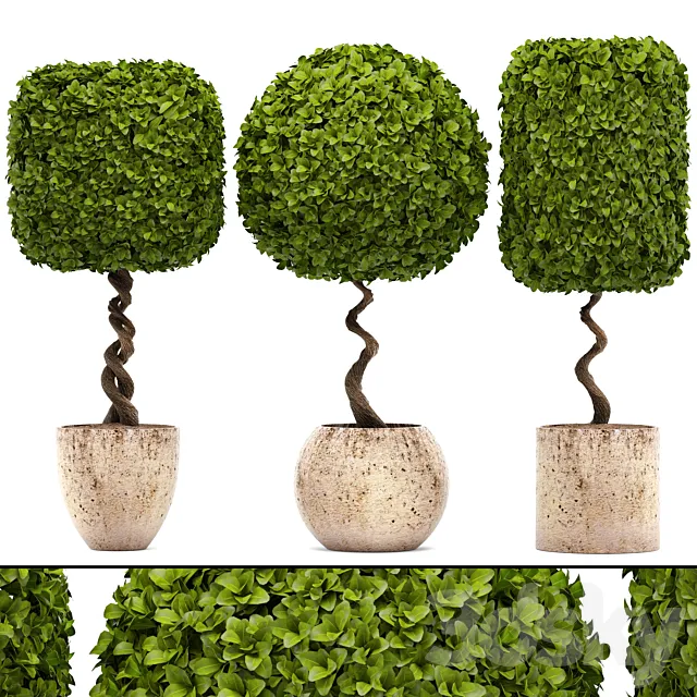 Collection of plants.  garden trees landscaping flowerpot pot boxwood topiary topiary 3D Model