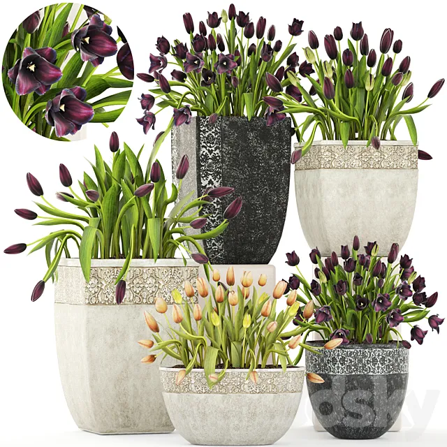 Collection of plants garden tulips 195. Flowers pot flowerpot tulip flowerbed landscaping garden 3D Model