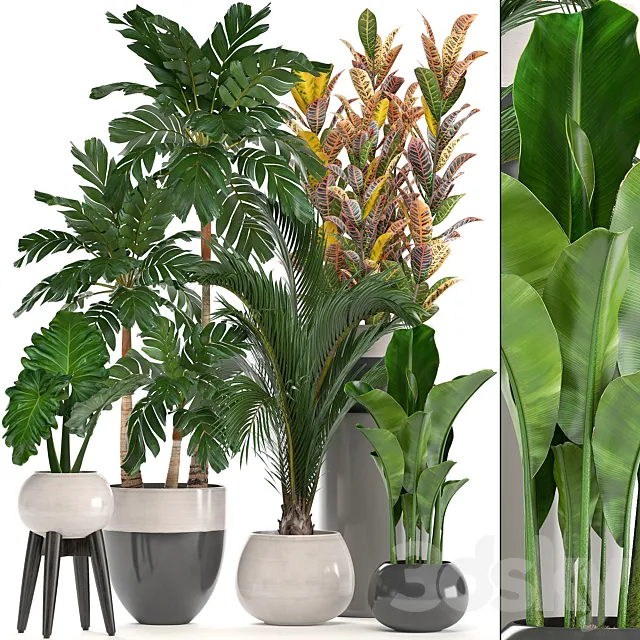 Collection of plants. Hamedorea. banana. croton. alocasia. flowerpot. indoor plants. palm 3DModel