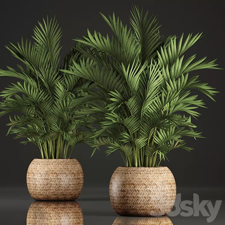 Collection of plants Howea 346. Hovea kentia basket rattan indoor palm tree eco design 3D Model