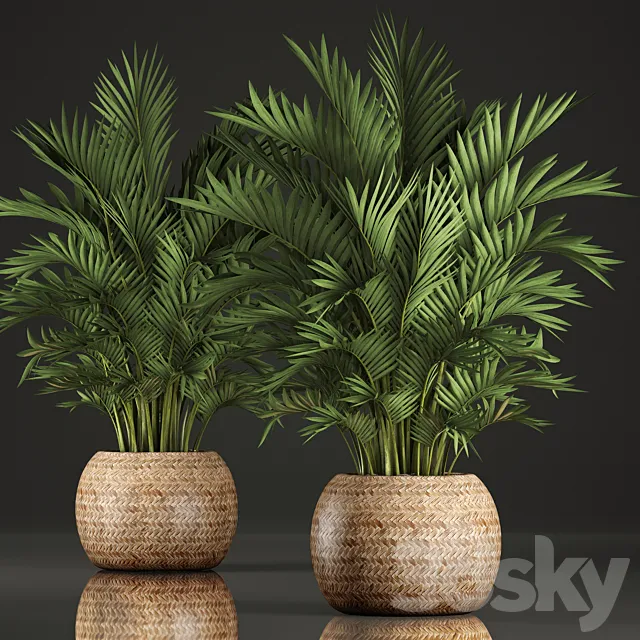 Collection of plants Howea 346. Hovea. kentia. basket. rattan. indoor palm tree. eco design 3DModel