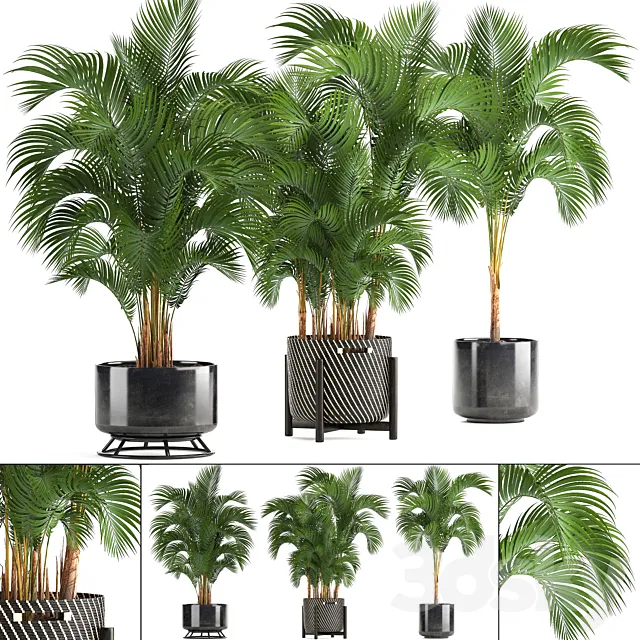 Collection of plants Howea forsteriana 217. Indoor palm. hovea. basket. black flowerpot. bushes. pot 3DModel