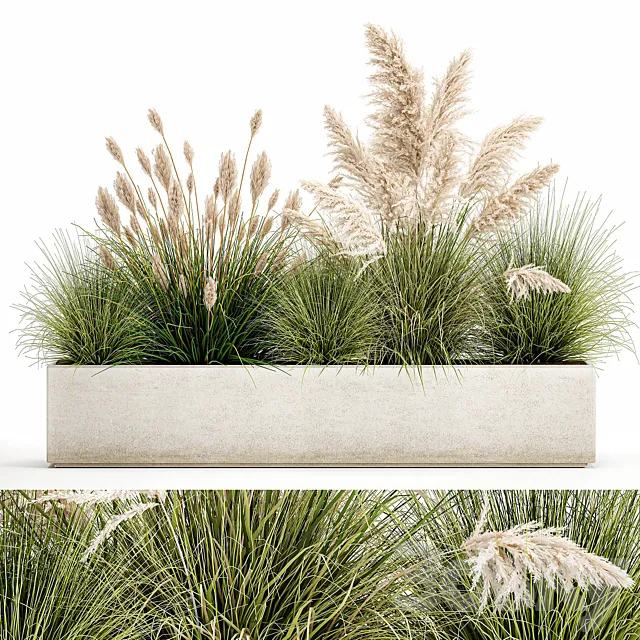 Collection of plants in a pot Pampas grass. reeds. bushes. landscape design. white. flowerbed. Set 1077 3DModel