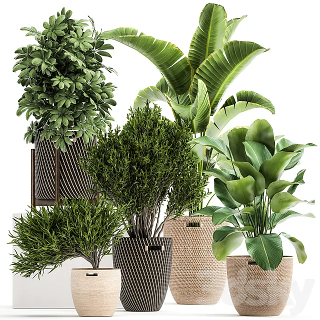 Collection of plants in baskets from Scheffler. Strelitzia. kalatea Lutea. Set 1036. 3DModel