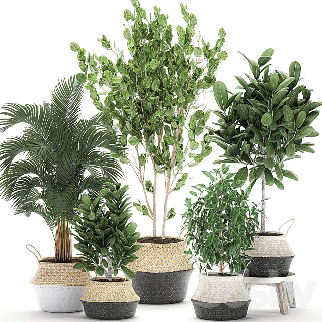 Collection of plants in baskets with handles with palm tree Ficus benjamin frangipani. Set 561. Free Download