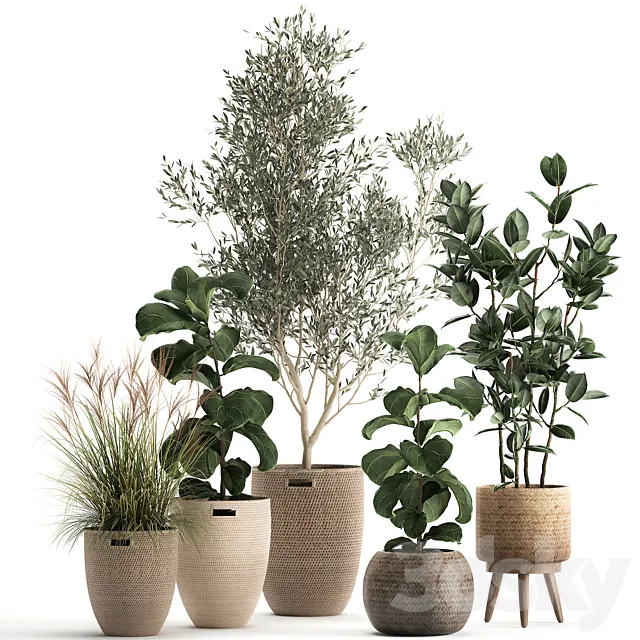 Collection of plants in baskets with indoor Olive tree Ficus lyrata elastica veinik. Set 972. 3D Model
