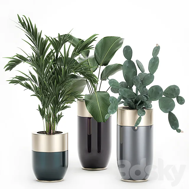 Collection of plants in beautiful Godwin Longhi pots with Palm. Cactus. Calathea lutea. Hovea. Prickly pear . Set 704. 3DModel