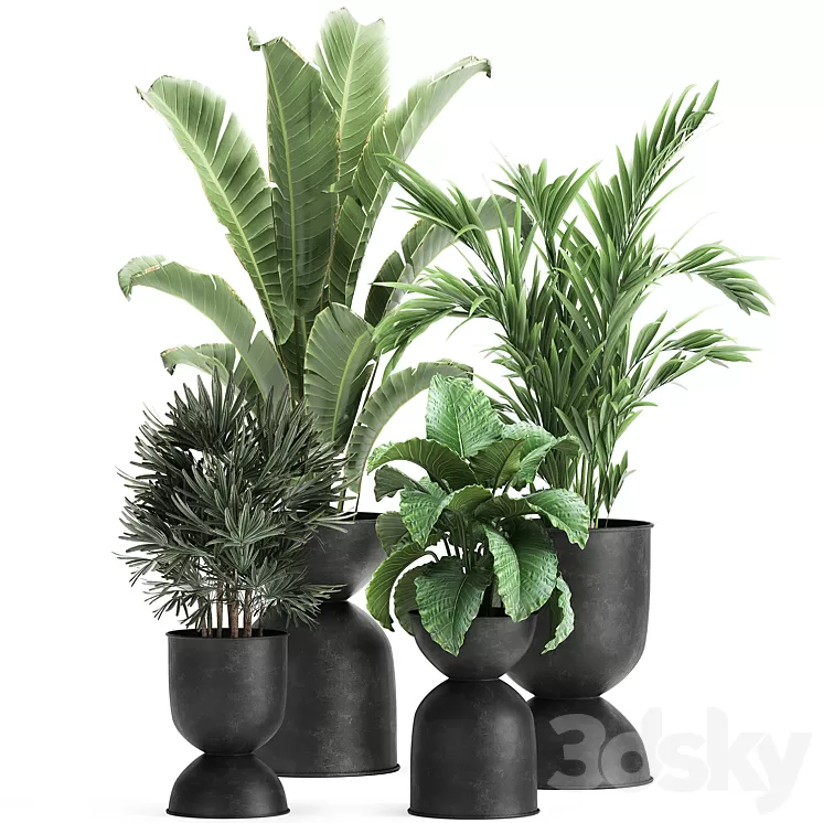 Collection of plants in black metal pots with Strelitzia banana palm Alokasia rapeseed. Set 897. 3D Model